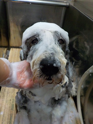 あわあわ○o。.