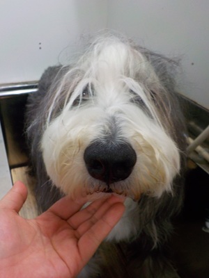 もしゃもしゃ～