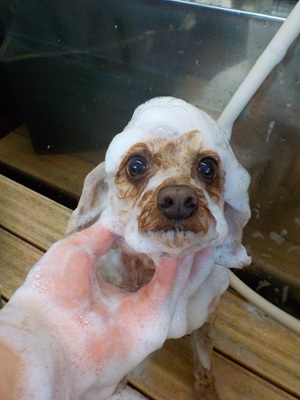 あわあわ○o。.