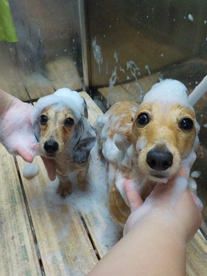 お姉ちゃんと一緒に○o。.