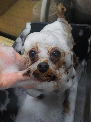 泡まみれ○o。.